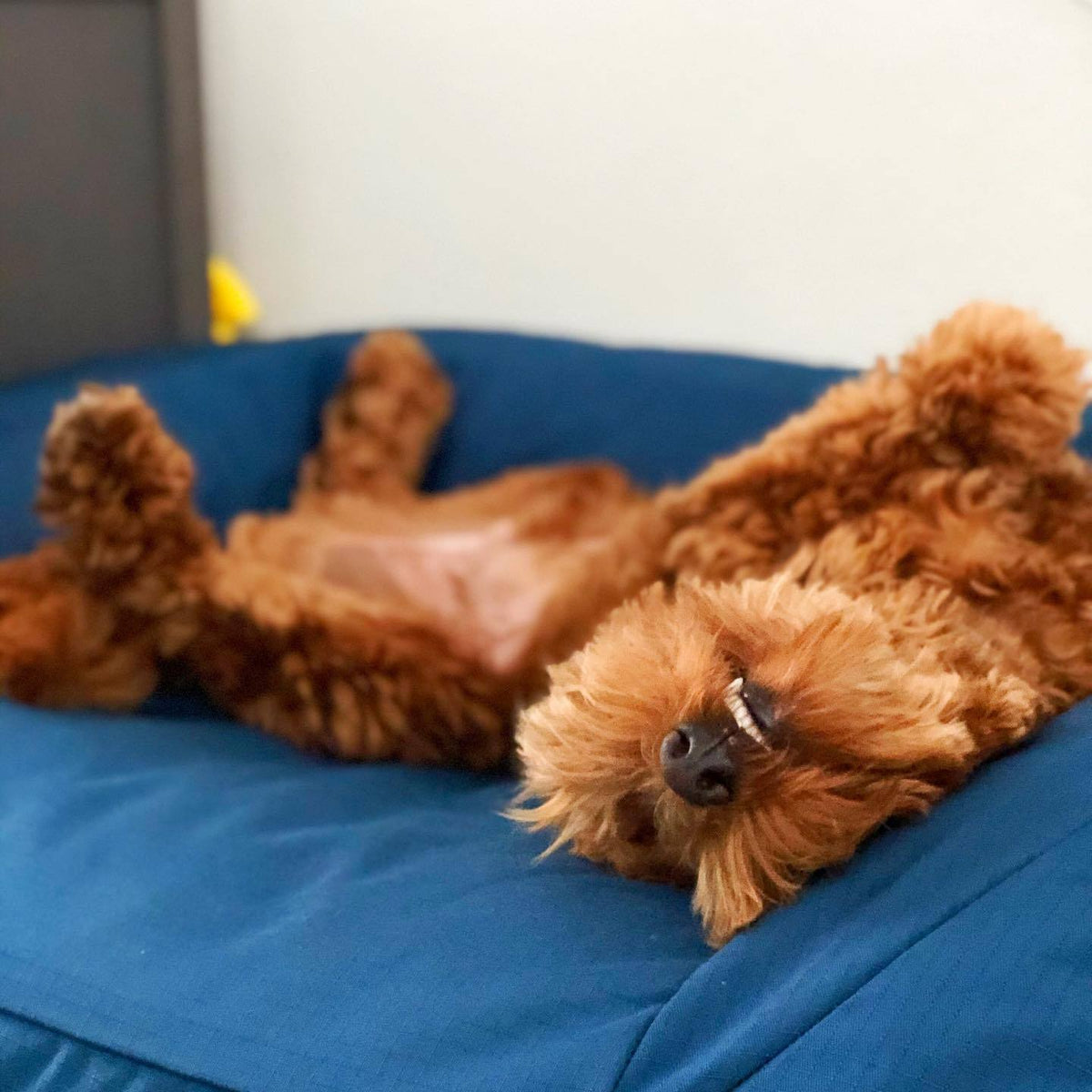 Choosing the right bed for your dog K9 Ballistics