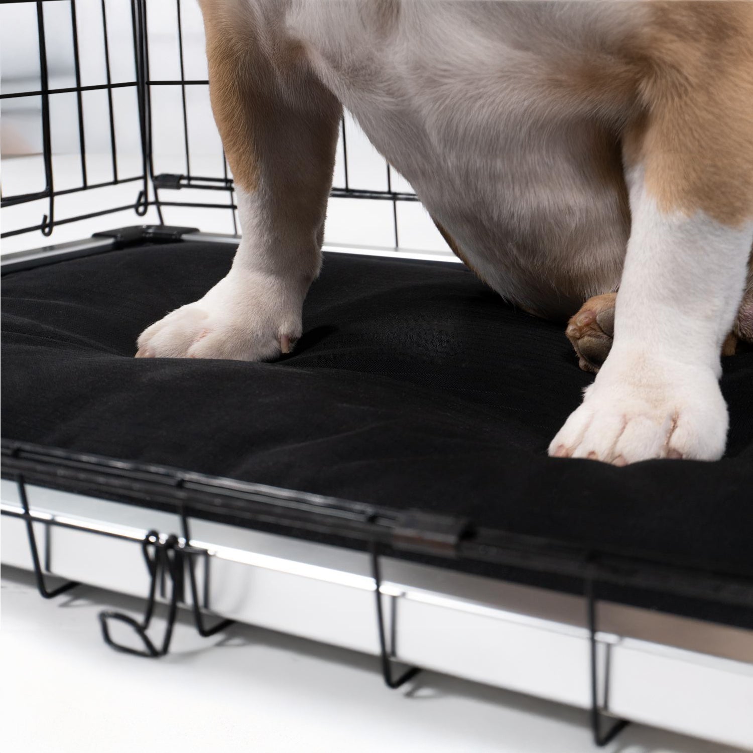 Chew Proof Armored™ Replacement Pad