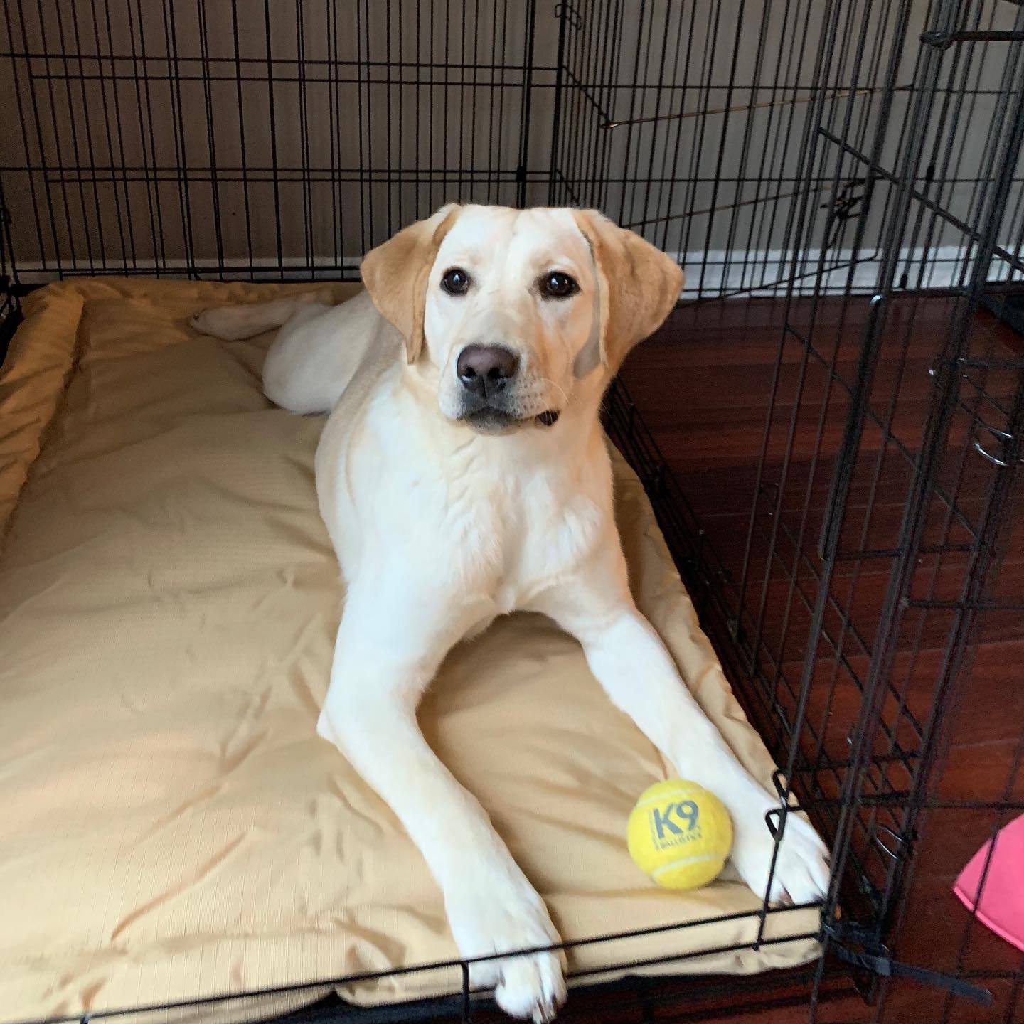 How large of a dog bed should i buy? Controller for scale : r/Mastiff