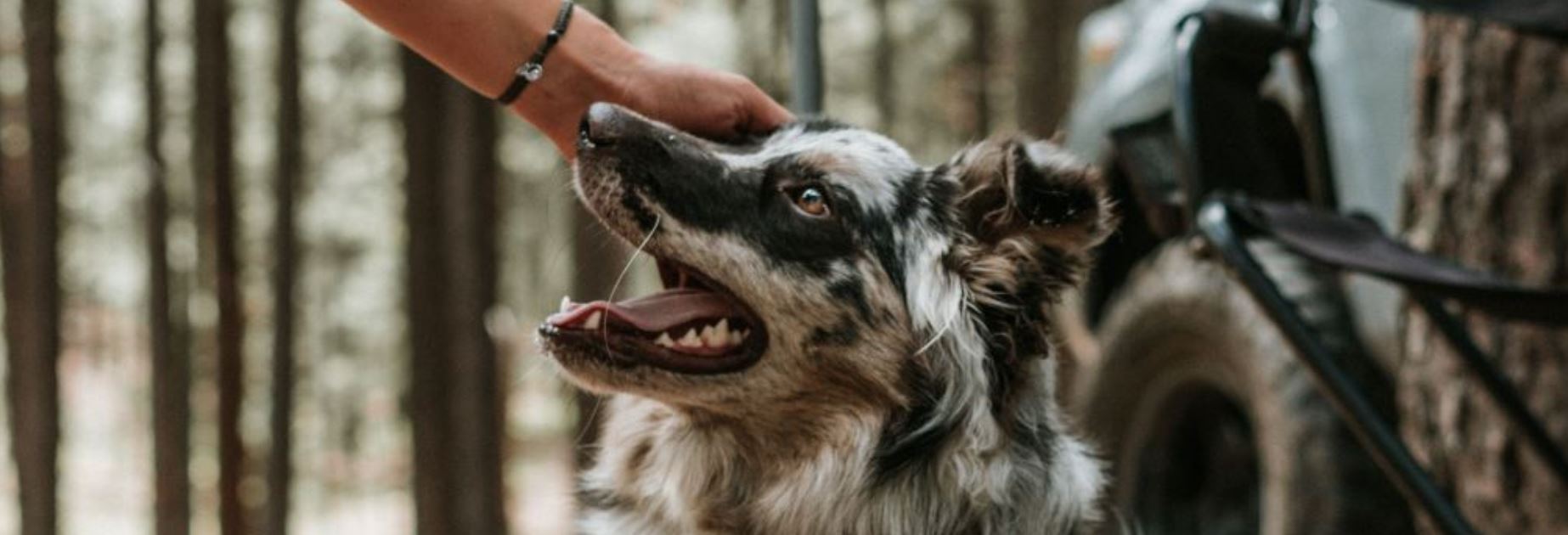 Ready to hit the trail with your dog? Check out these hiking tips!