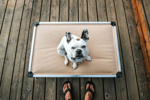 Chew Proof & Tough Dog Beds