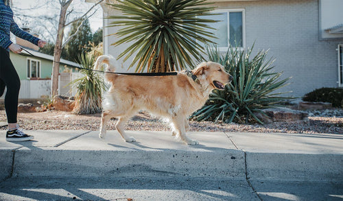 Collars, Harnesses, & Leashes