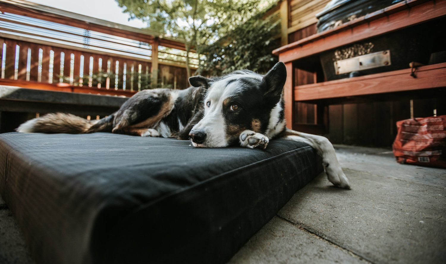 Chew Proof & Tough Dog Beds