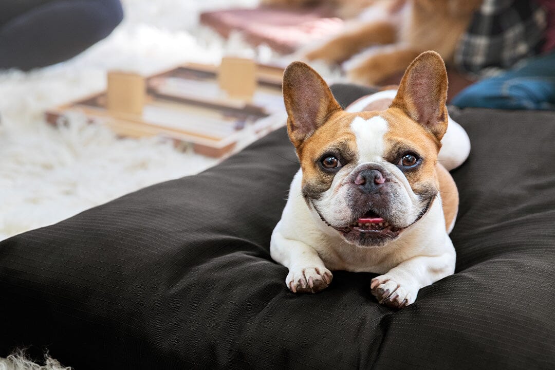 Pillow Dog Beds