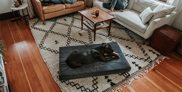 Best Selling Dog Beds