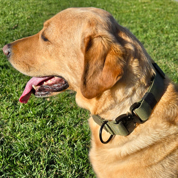 K9 Pro™ Collar — Built for Maximum Strength and Control