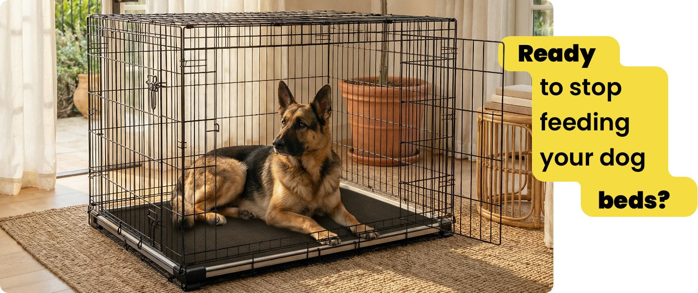 Ready to stop feeding your dog beds? German shepherd in a wire crate laying on a K9 Ballistics Padded Armored Dog Bed, black color.