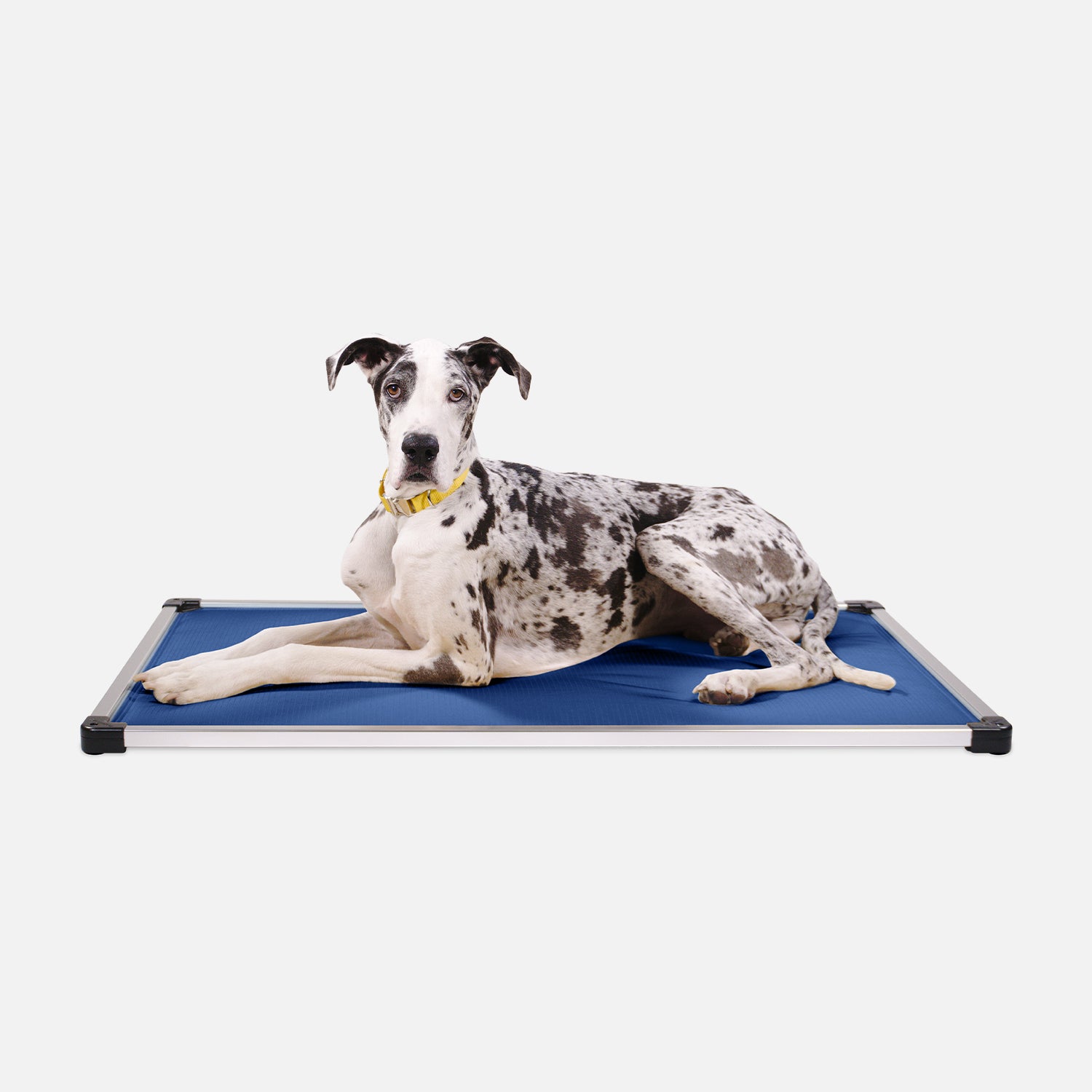 Orthopedic dog fashion crate pad