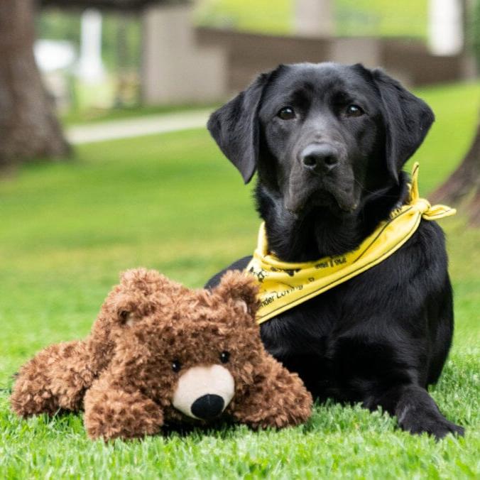 California Grizzly Bear Dog Toy - GDA|TLC