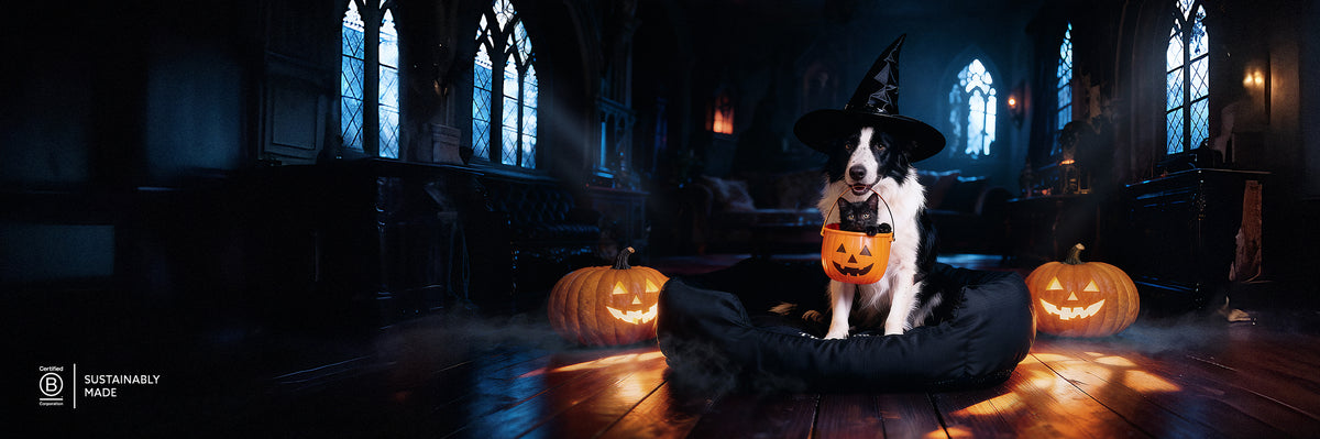 A small black and white dog wearing a witch hat and holding a pumpkin sits on a black pet bed in a dark, atmospheric Halloween-themed room with glowing jack-o'-lanterns and arched windows.