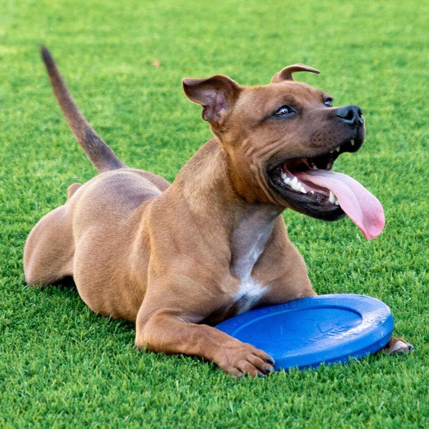 Flying disc dog toy sale