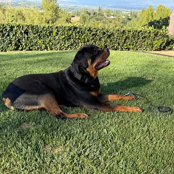 K9 Pro™ Collar — Built for Maximum Strength and Control