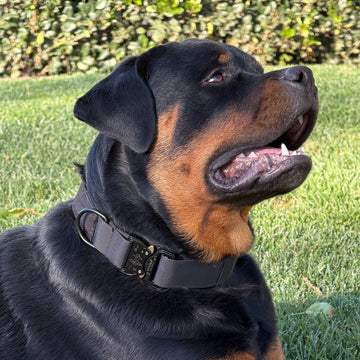 K9 Pro™ Collar — Built for Maximum Strength and Control