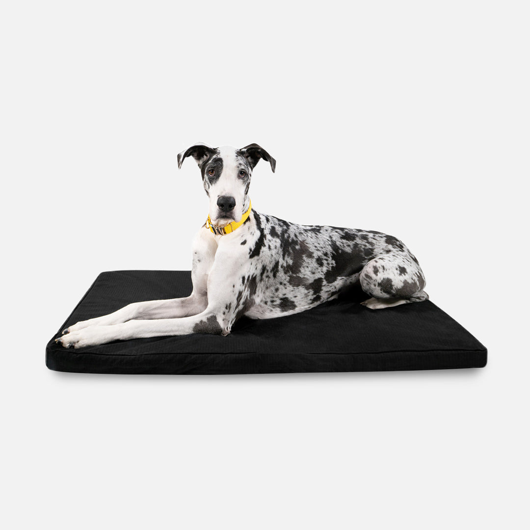 View of Orthopedic Dog Beds | Water-Resistant | K9 Ballistics®