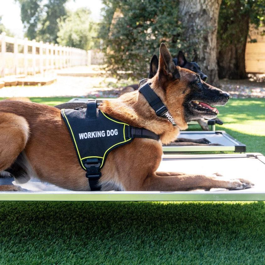 K9 Pro™ Dog Harness