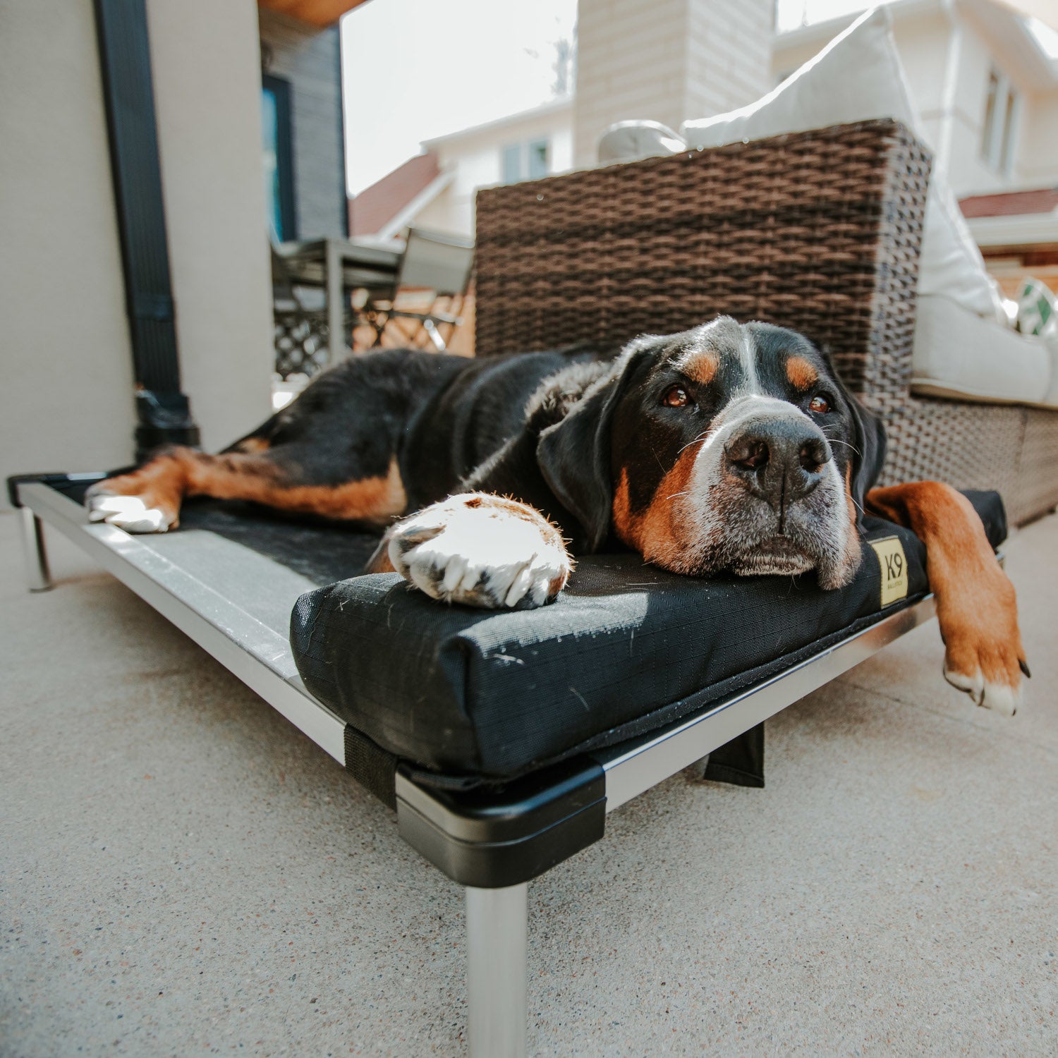 Elevated Dog Indestructible Dog Crate Bed Pettycare Elevated