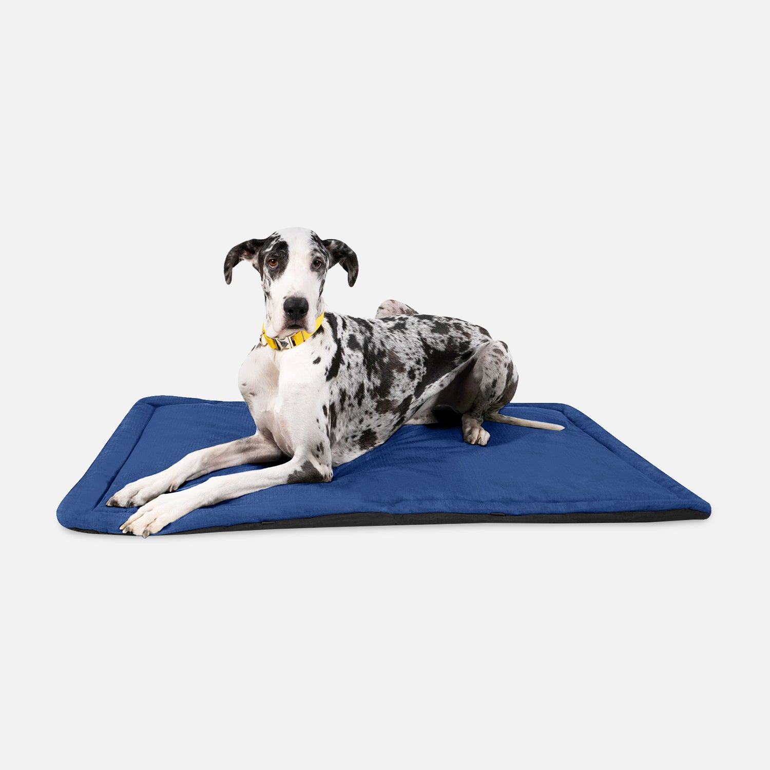 Cooling dog bed shops for crate