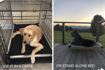 Chew Proof Armored™ Rip-Stop Elevated Dog Bed