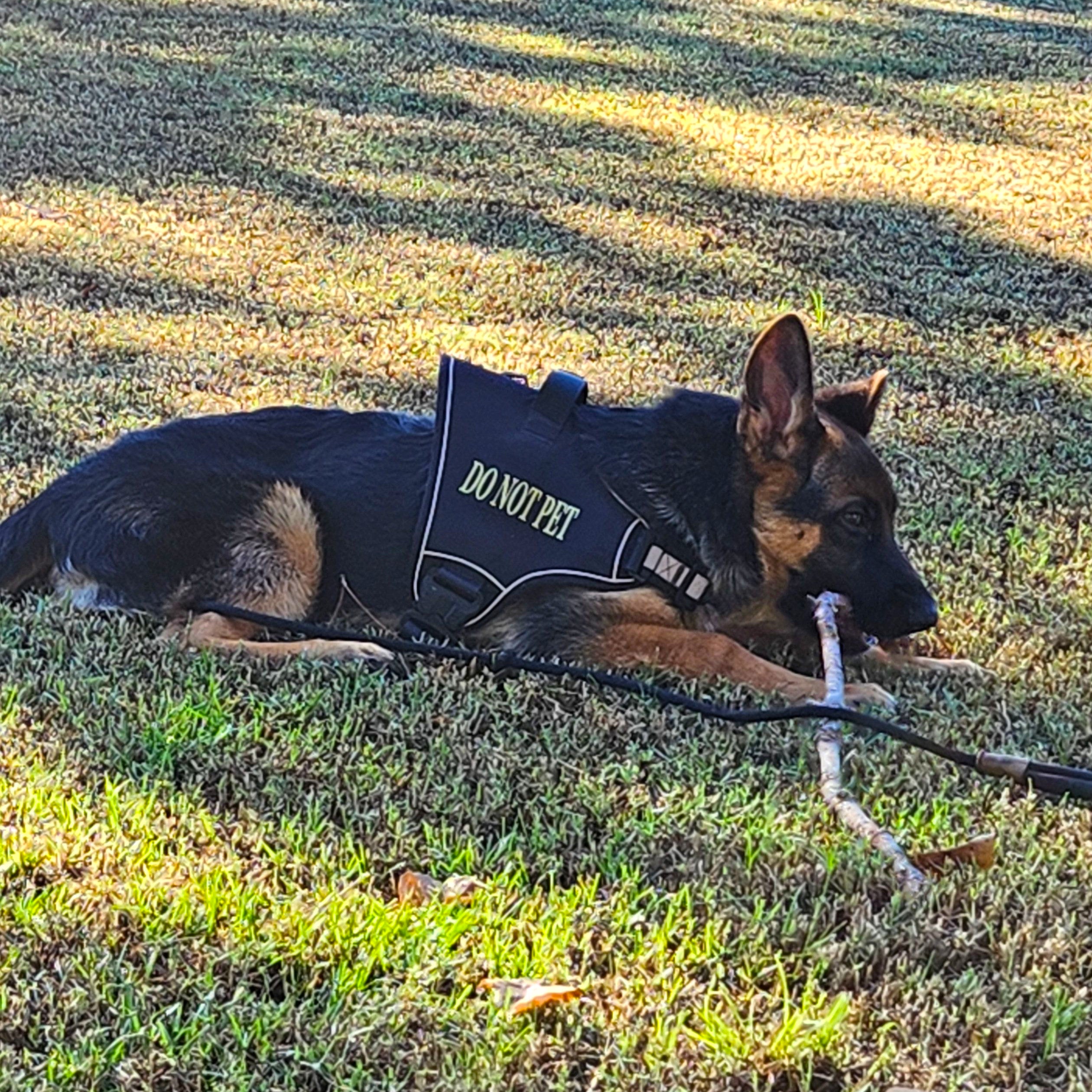 Police Imperial K9 Police Dog Doing Push Ups VestGuard Covert
