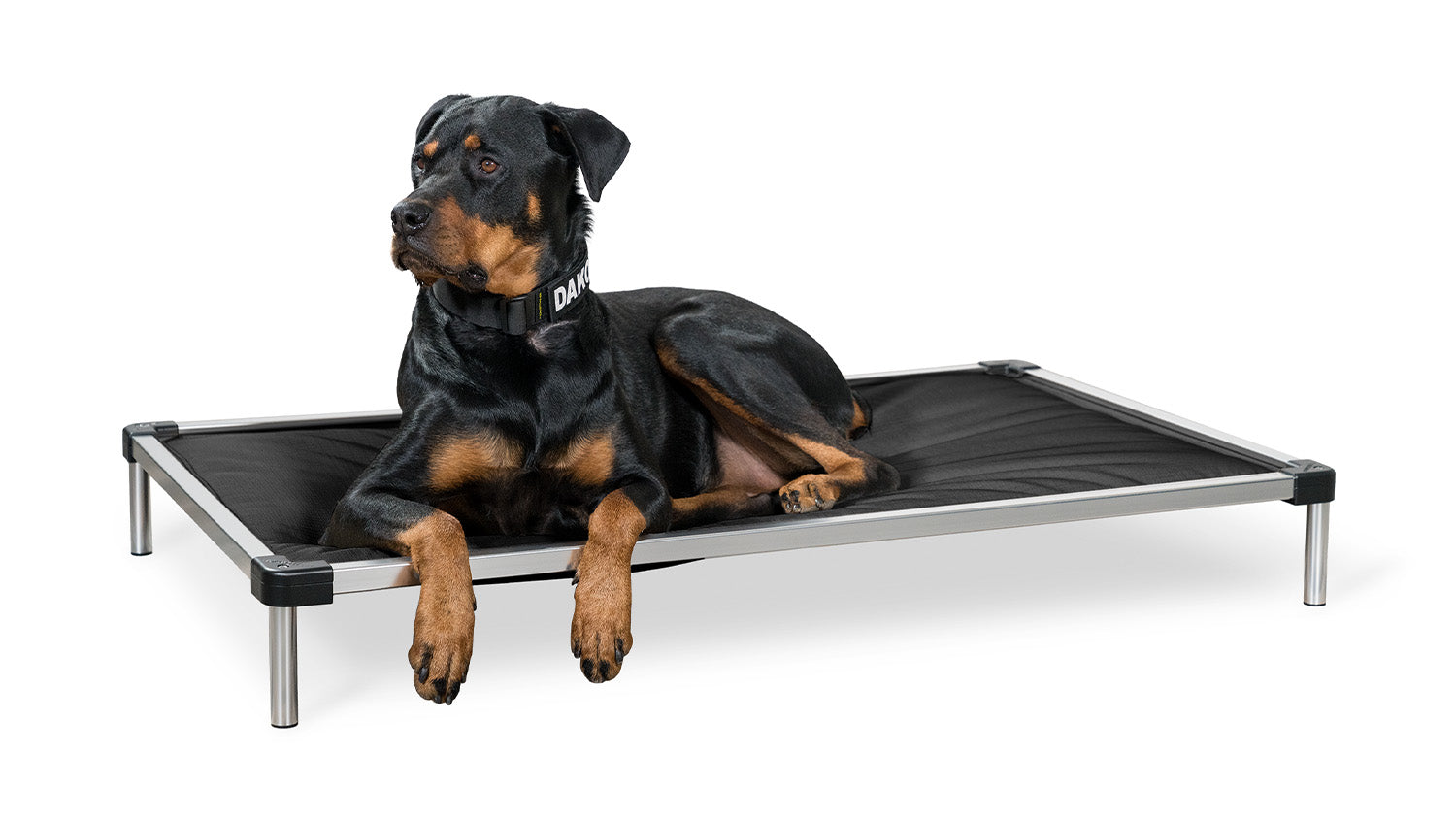 Beautiful view of Easy Setup Elevated Dog Crate Systems For Short Visits