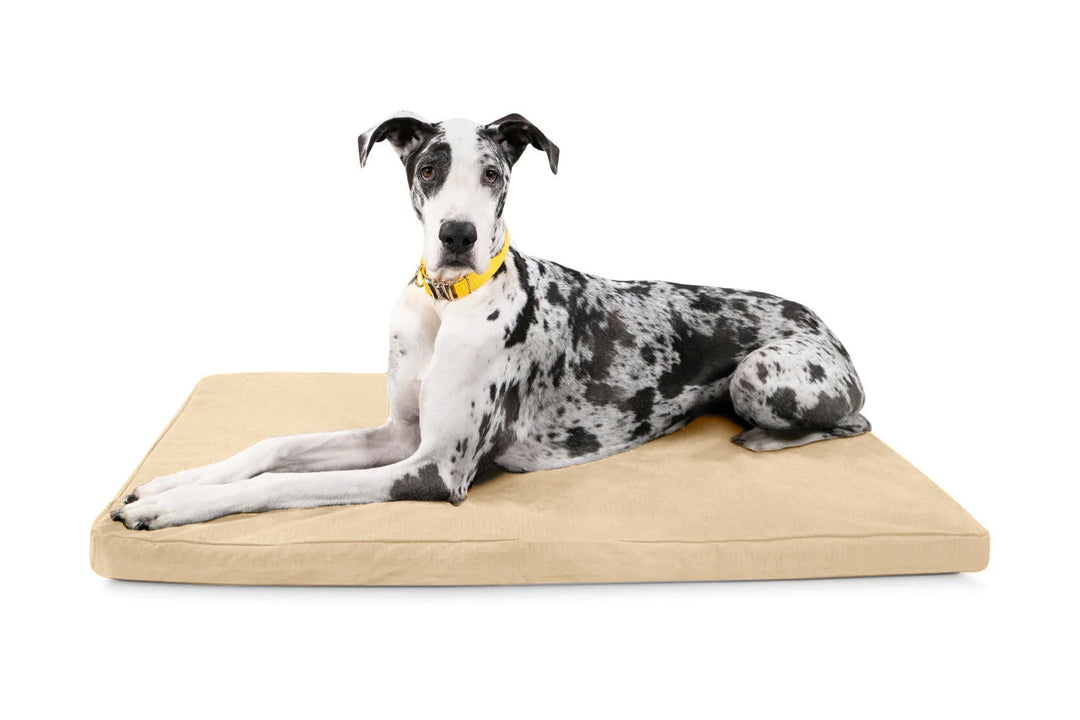 Illustration of Strong Interwoven Large Orthopedic Dog Crate